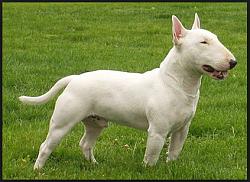 Click image for larger version. 

Name:	English bull terrier.jpg 
Views:	1060 
Size:	24.7 KB 
ID:	5949