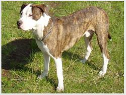 Click image for larger version. 

Name:	American Pit Bull Terrier.jpg 
Views:	348 
Size:	26.4 KB 
ID:	5950