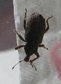 Click image for larger version

Name:	bugphoto.JPG
Views:	577
Size:	21.8 KB
ID:	260162