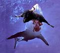 Click image for larger version

Name:	shark-attack.jpg
Views:	628
Size:	16.4 KB
ID:	260178