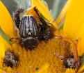 Click image for larger version

Name:	flower_chafer.jpg
Views:	489
Size:	82.8 KB
ID:	260485