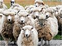 Click image for larger version

Name:	sheepwolf.jpg
Views:	457
Size:	46.9 KB
ID:	260689