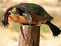Click image for larger version

Name:	turtle.jpg
Views:	236
Size:	43.5 KB
ID:	260941