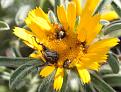 Click image for larger version

Name:	flower_eating_insects.jpg
Views:	636
Size:	87.2 KB
ID:	268442