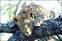 Click image for larger version

Name:	Leopard, Kruger National Park.jpg
Views:	282
Size:	43.6 KB
ID:	268497
