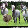 Click image for larger version

Name:	sheep-horses.jpg
Views:	527
Size:	84.6 KB
ID:	268498