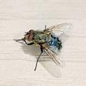 Click image for larger version

Name:	Housefly 2.jpg
Views:	637
Size:	4.1 KB
ID:	268525