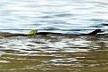 Click image for larger version

Name:	frog-rides-a-snake.jpg
Views:	289
Size:	93.3 KB
ID:	268650