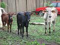 Click image for larger version

Name:	stolen car cows 4.jpg
Views:	404
Size:	97.0 KB
ID:	269028