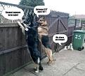 Click image for larger version

Name:	doggy detectives.jpg
Views:	443
Size:	33.0 KB
ID:	269156