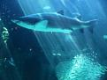 Click image for larger version

Name:	2010_0823Aquarium0095.JPG
Views:	471
Size:	90.0 KB
ID:	270371